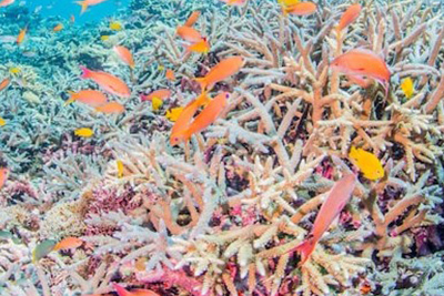 環境やサンゴ礁を守る